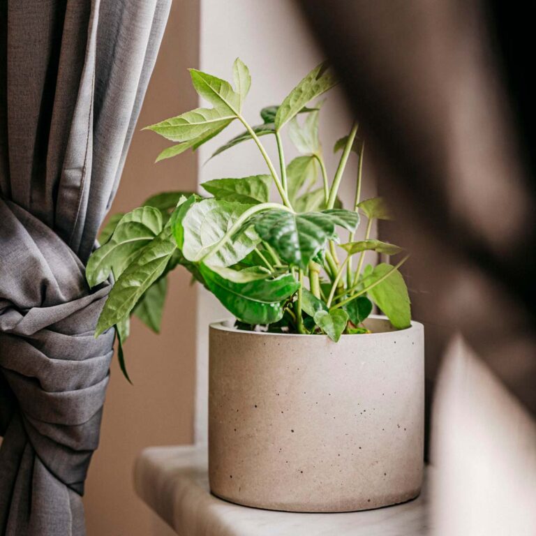 Blumentopf aus Beton mit Grünpflanze auf Fensterbank